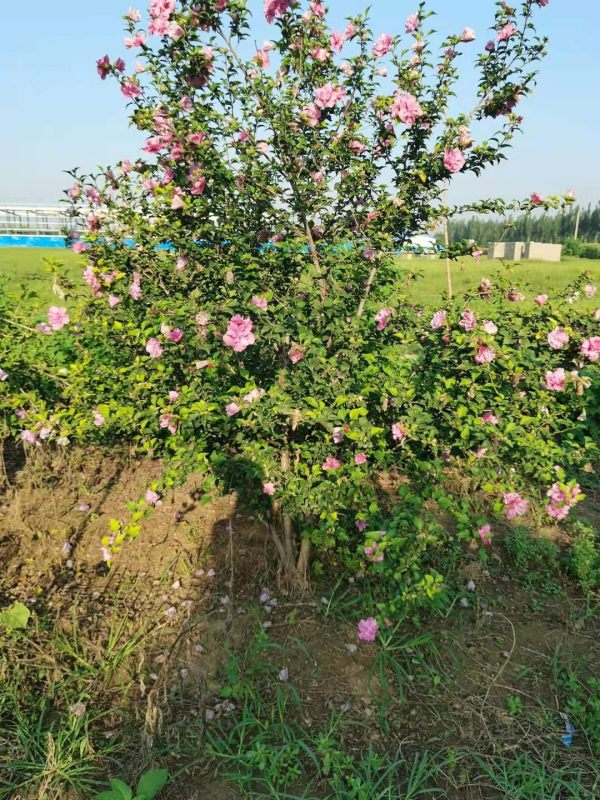 花叶木槿