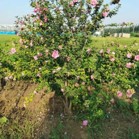 高2~3米木槿花苗價格多少錢一棵