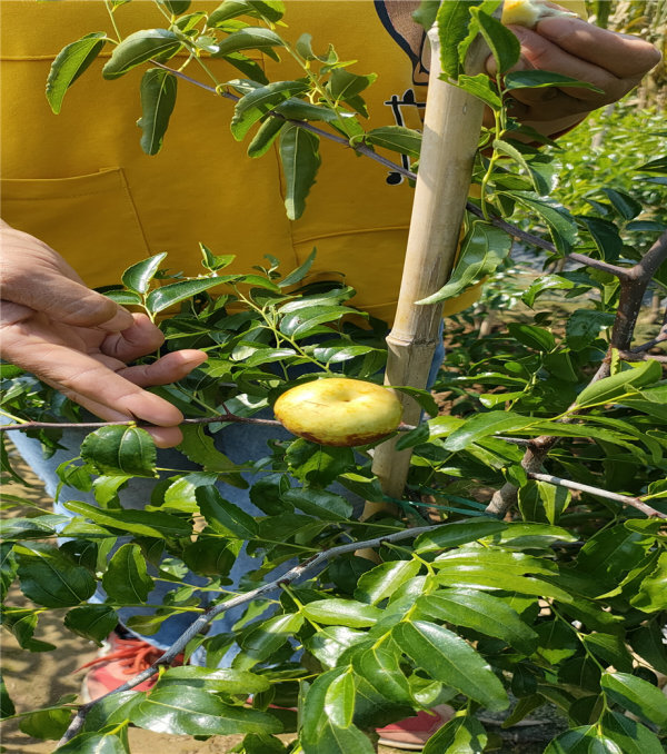 蟠棗樹苗