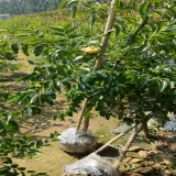 蟠枣树苗批发 蟠枣树苗苗圃基地 哪里买蟠枣树苗