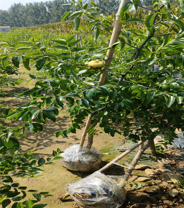 1公分蟠棗樹苗