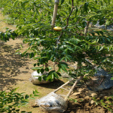 蟠枣树苗价格 哪里卖2年蟠枣树苗 新品种枣树苗