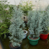 基地出售藍(lán)冰柏 庭院陽臺(tái)植物小區(qū)庭院觀賞植物