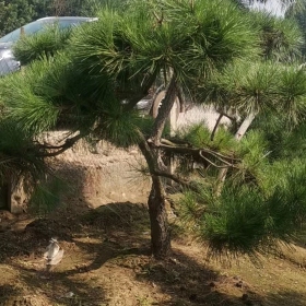 泰山景观松价格 造型黑松基地直销