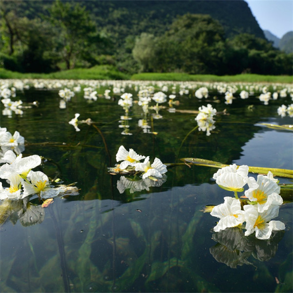 海菜花