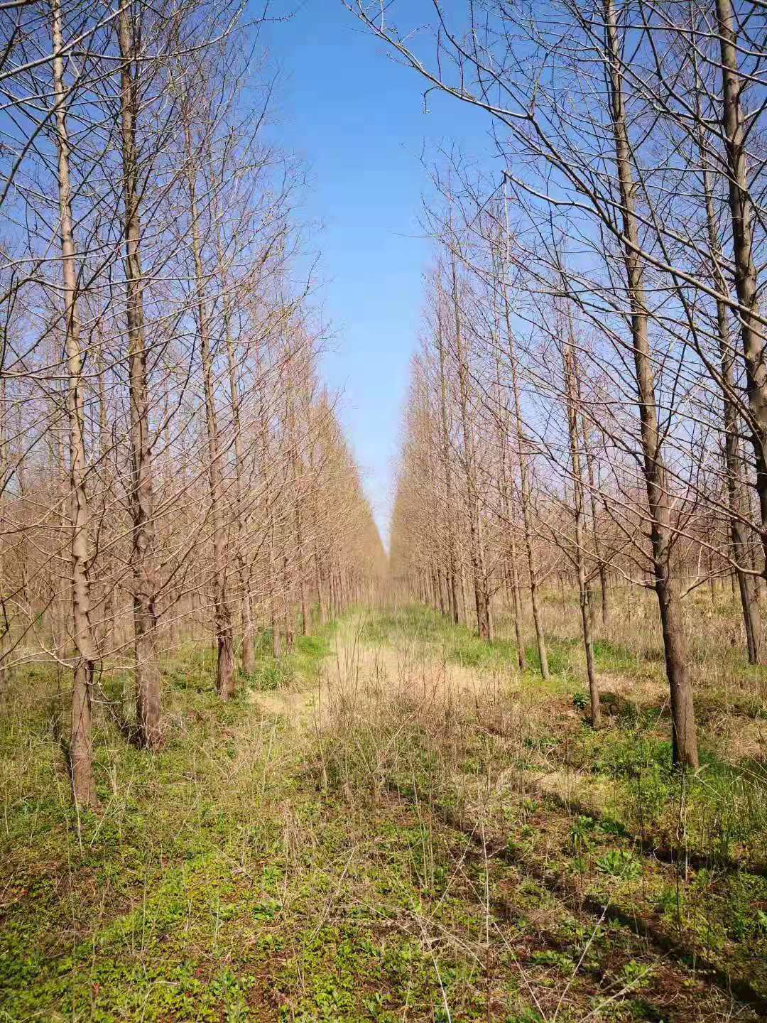 苗木供应 绿化苗木 乔灌木详情说明       我们水杉基地1万亩,经营