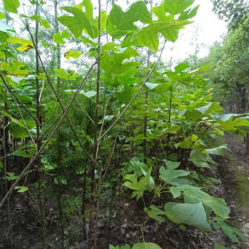 江西鹅掌楸-基地鹅掌楸多少钱一棵