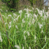 基地出售白茅庭院小区别墅园林绿化观赏植物 耐旱耐寒 好养活