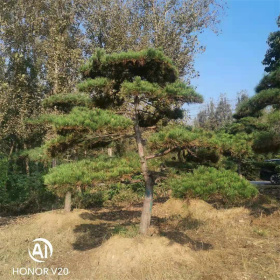 各种规格的造型油松 山东景松基地