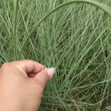 基地出售画眉草绿化工程苗木宿根植物 园林绿化工程草