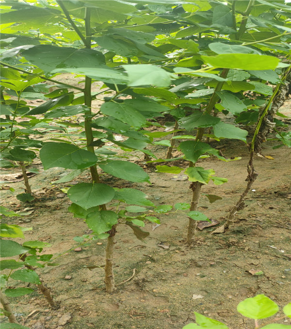 荷兰香蜜杏树苗