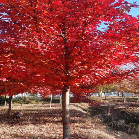 美國(guó)紅楓價(jià)格   美國(guó)紅楓照片  苗圃美國(guó)紅楓