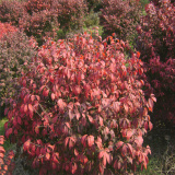 基地出售火焰衛(wèi)矛球苗木 庭院小區(qū)觀賞植物 園林綠化苗木