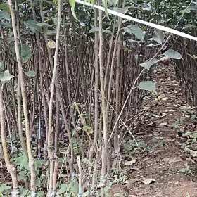 山东烟台鲁丽苹果苗批发价格，鲁丽苹果苗品种种植要求