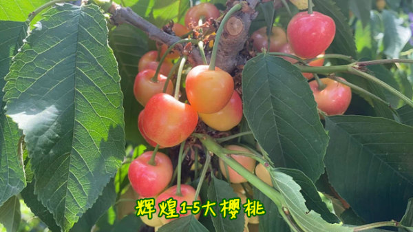 辉煌1-5樱桃