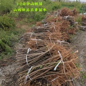 3公分 4公分5公分山桃大量供应 山西山桃种植基地