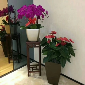 雄安新區(qū)花卉銷售綠植租賃