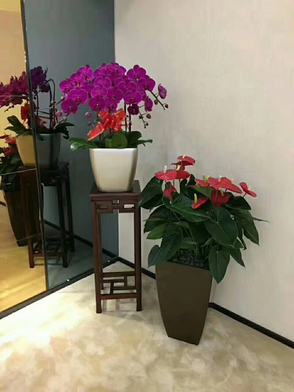 花卉綠植