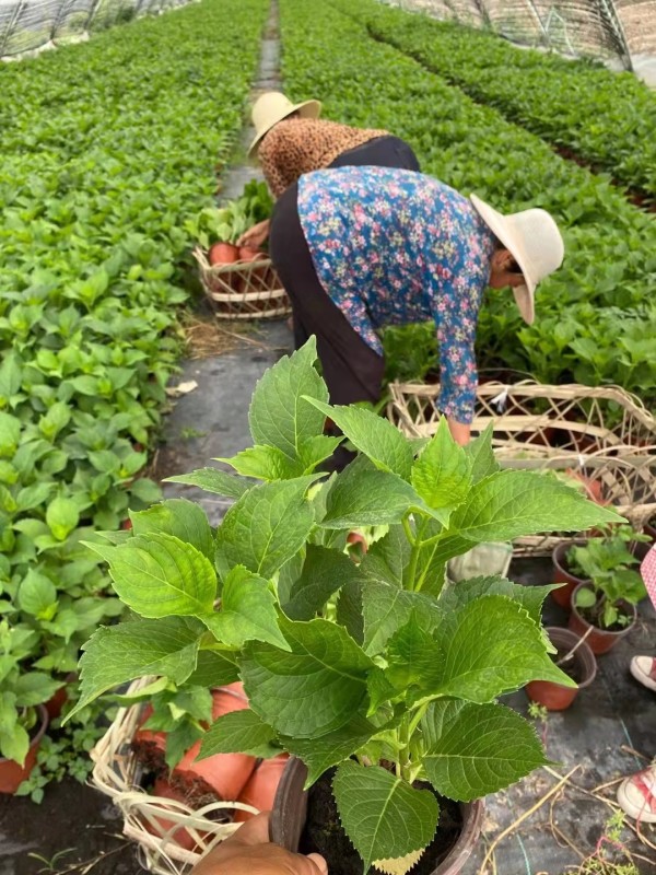 無盡夏繡球八仙花