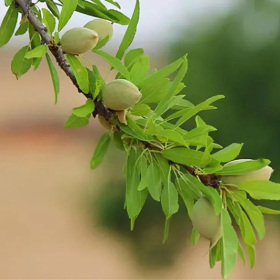 巴旦木苗木/樹苗多少錢，巴旦木品種介紹