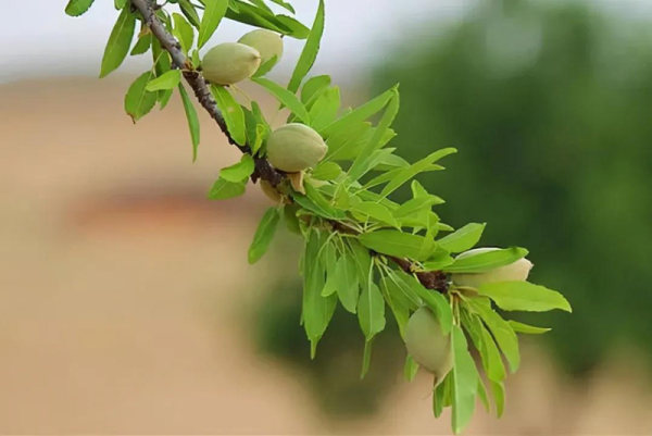 巴旦木苗木/樹苗