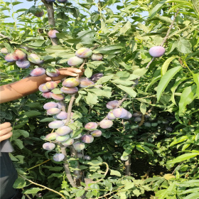 味帝李子树 味帝李子树苗价格 李子树苗多钱一颗