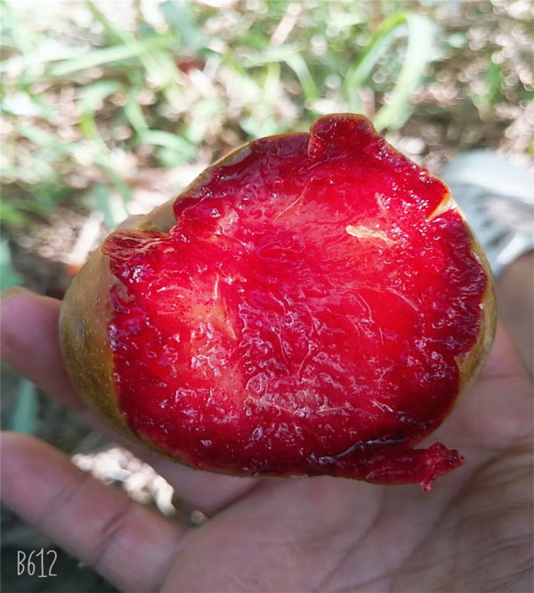 味帝李子樹(shù)苗