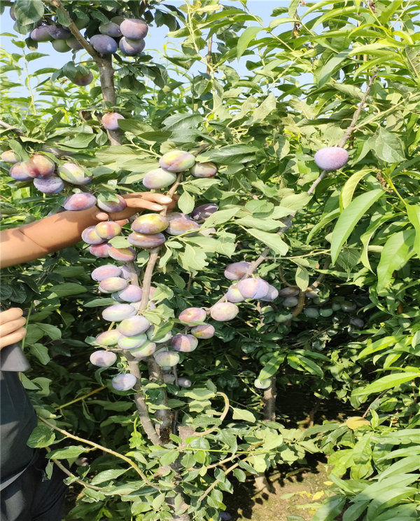 嫁接李子樹苗