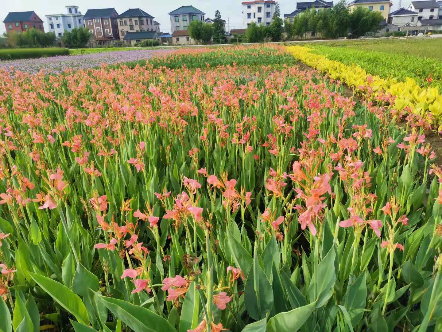 美人蕉小苗图片图片