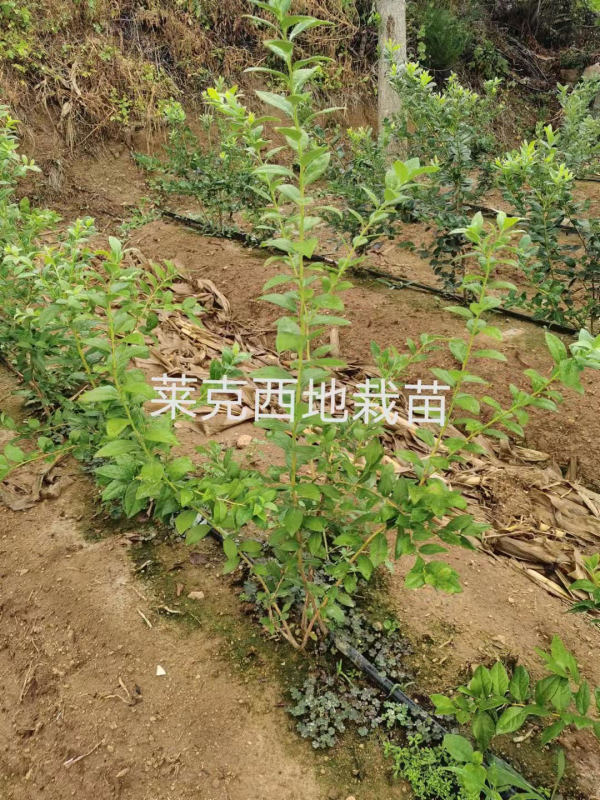 薄霧藍莓地栽苗