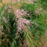 供应红柳苗 红柳树 柽柳苗 柽柳树 河岸堤防植街道公路绿化苗