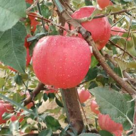 苗圃报价  1年蜜脆苹果树苗价格