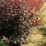 基地出售密枝紅葉李苗  凈化空氣美觀風(fēng)景樹 道路兩邊防護樹