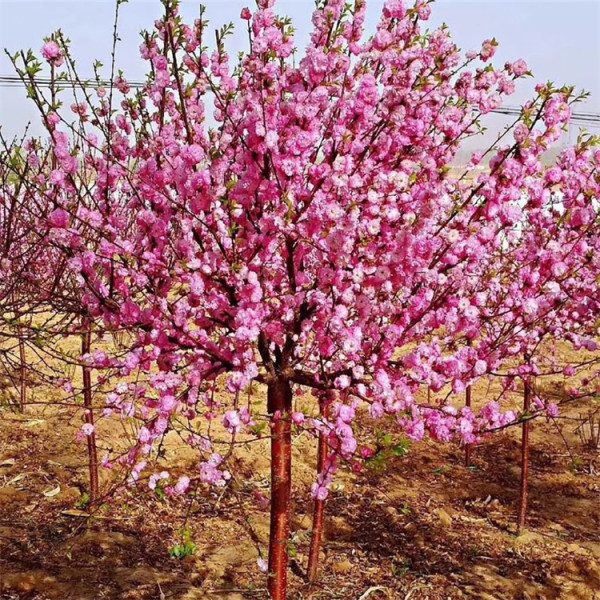 基地批发京梅树苗 庭院绿化观赏花苗 价格优惠