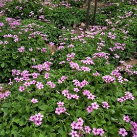 红花蘸酱草价格    红花酢浆草基地批发