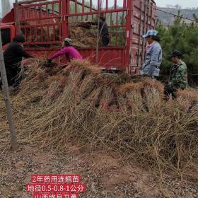 大量供应药用连翘苗 1年2年3年连翘苗产地 批发 价格