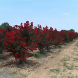 廣西紫薇種植基地  廣西紫薇樹多少錢一棵