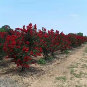 廣西紫薇種植基地  廣西紫薇樹多少錢一棵