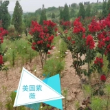 1-5公分紫薇樹批發(fā)價格  紫薇樹種植前景