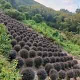 紅花繼木球批發(fā) 40公分紅花繼木球價格