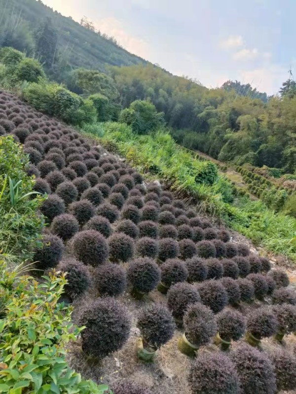 紅花繼木球