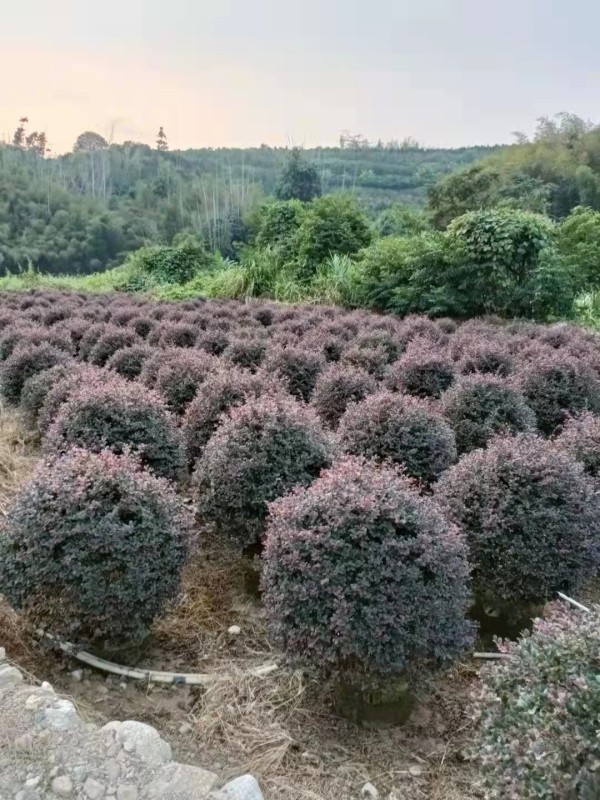 紅花繼木球