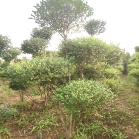 小葉女貞造型樹