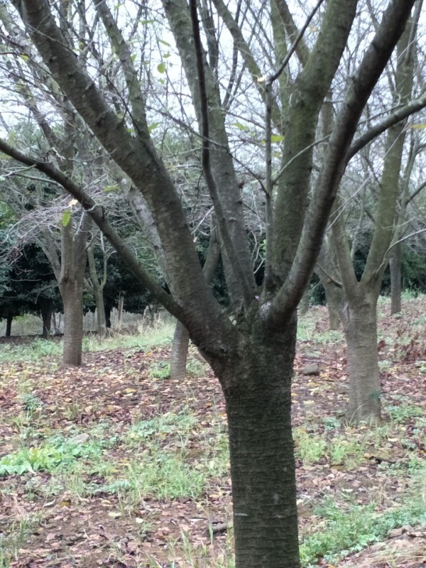 樱花树