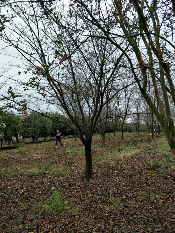 樱花树