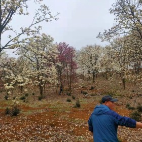 20公分白玉兰价格 浙江白玉兰基地批发