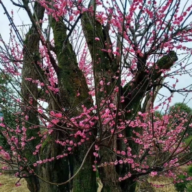 地径15公分白梅花价格 白梅花哪里有卖