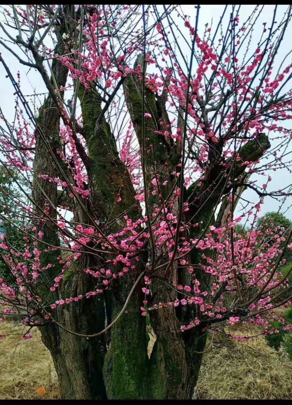 梅花