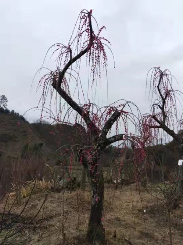 梅花