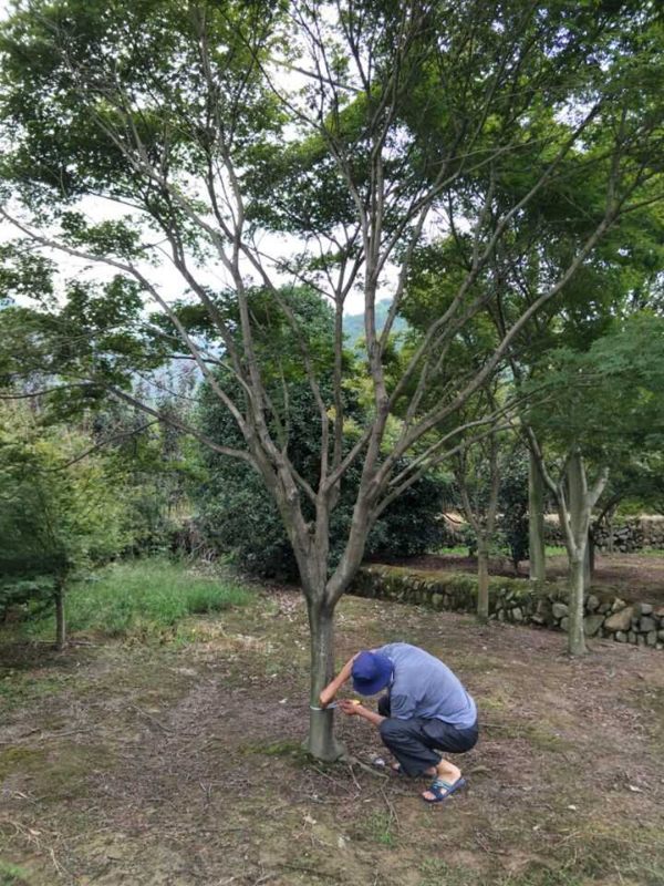 日本紅楓